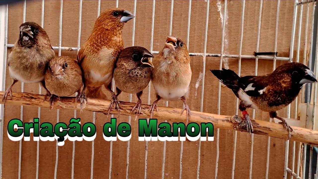 Criação de Manon com 4 filhotes eles tem 27 dias de vida