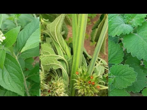 Abalumizibwa Munseke Edagala Lilino 