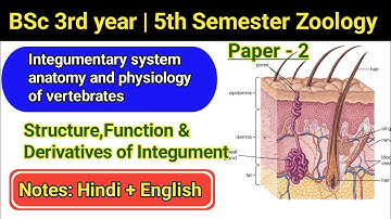 Integumentary system | Integumentary system anatomy and physiology of vertebrates|BSc 5thsem zoology