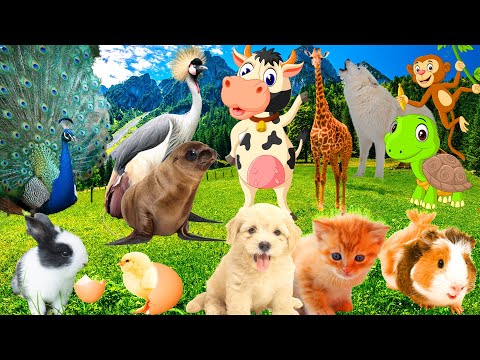 Learn Life of Animals : Cow, Dog, Cat, Fish, Sheep, Birds, Pig, Horse - Animal Sounds