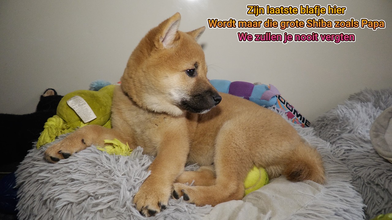 Het laatste moment met Suki voor hij vertrok de roedel weer kleiner alle pups weg! 79ste dag #398