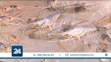 Hiệu quả mô hình nuôi tôm trong rừng ngập mặn tỉnh Cà Mau | VTV24