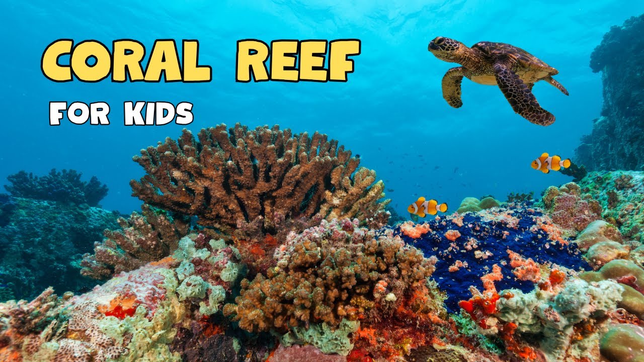 All about Coral Reef | Educational Video for kids