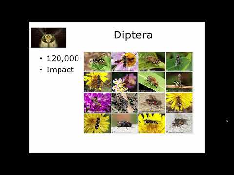 Video: Este diptera o comandă?