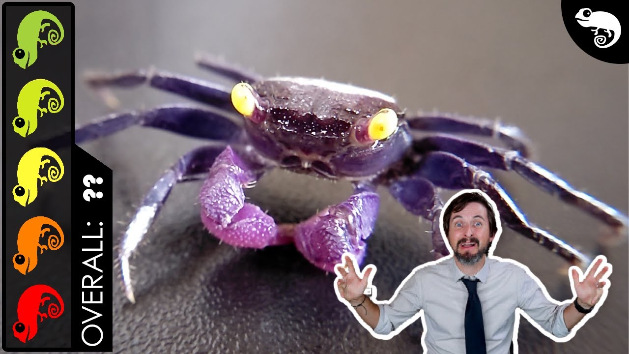 Vampire Crab, The Best Pet Crustacean? YouTube