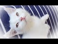 間一髪、助かった！子猫は虹の橋を渡るところだった（大汗
