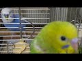 P chan eating Phil peanuts | new pet baby p2 chan