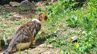 A male street cat caught and ate a lizard.