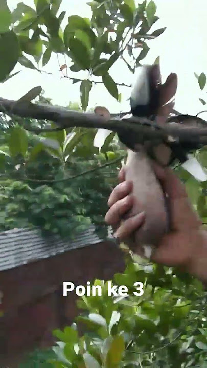 Pikat twrkukur ranting