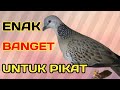 Suara Burung Terkukur Untuk Pikat Suara Anggunganya Enak Didengar Mp3 - Mp4 Download