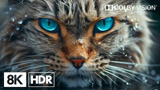 Breathtaking World By 8K HDR | Dolby Vision™