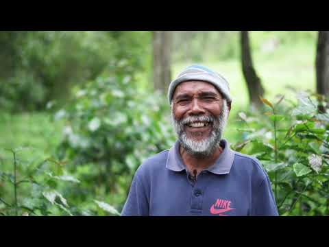 Rehabilitation of coffee trees in Timor-Leste