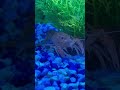 #aquarium #underwater #aquaticsounds #underwaterambience #fish #aquariumbackground #asmrsounds #asmr