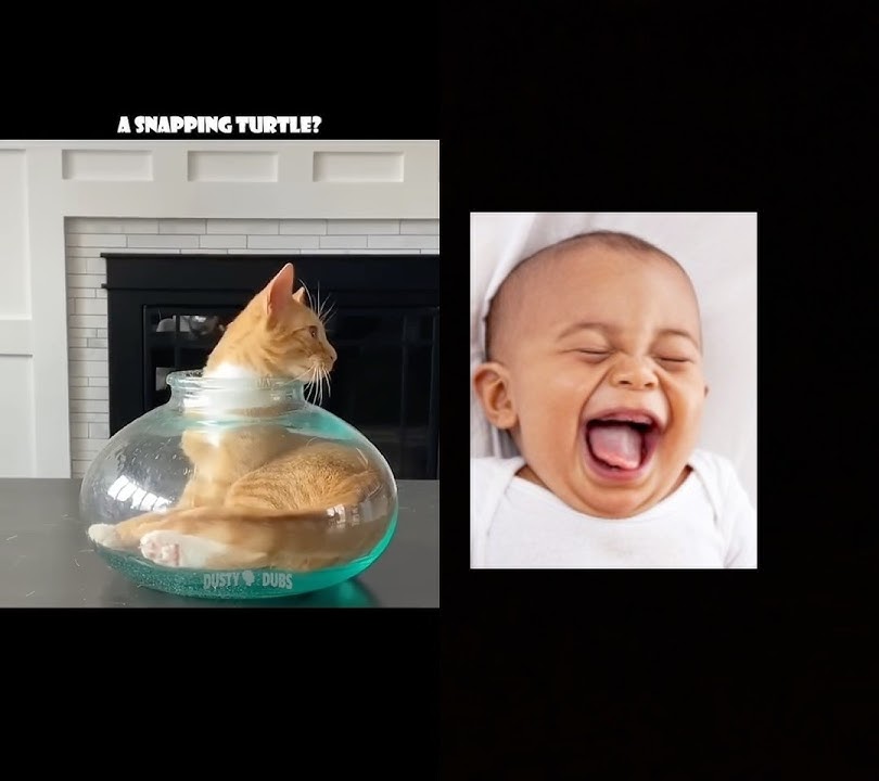 Funny cat video 😩😂 #funny #cat #pets #hilariousfails #comedyvideos #cute #tiktok