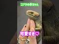 コアラの赤ちゃん🐨可愛すぎ♡ #爬虫類 #reptiles #shorts #オマキトカゲ #ふじぴこ
