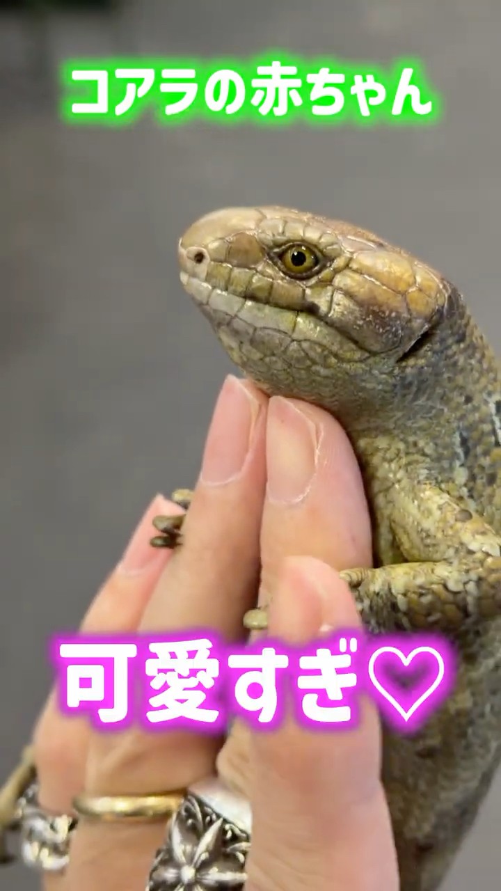 コアラページ2台目 コアラの赤ちゃん🐨可愛すぎ♡ - YouTube