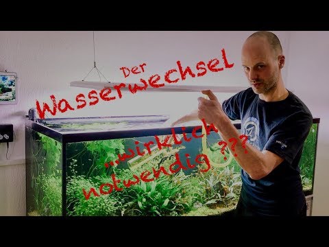 Video: So Wechseln Sie Das Wasser Für Fische In Einem Aquarium