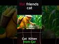 Mom Cat Saves Kitten from Car #mom #cat #trending #shorts #shorts