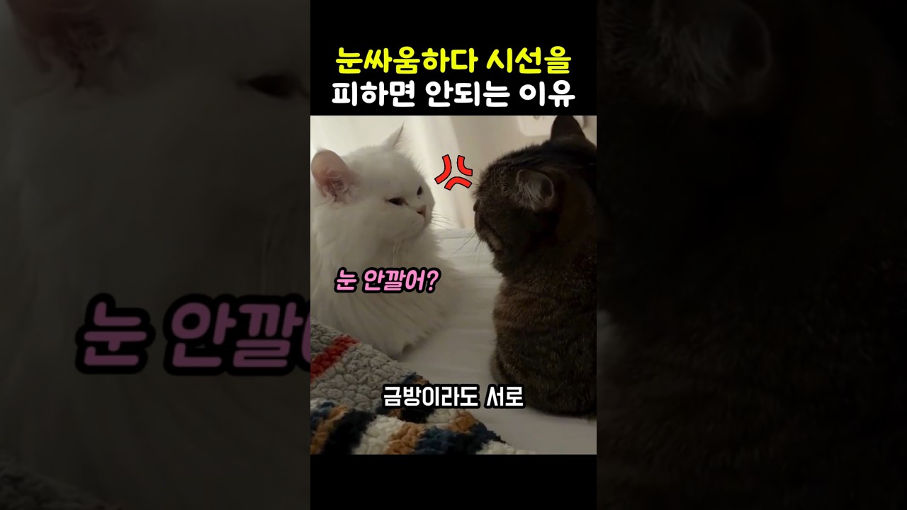 고양이들이 눈싸움 하면 생기는 일 #고양이영상 #고양이일상 #냥이 #웃긴고양이 #귀여운고양이