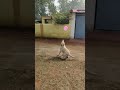 Dog playing balloon cricket  shorts lakdikikathi