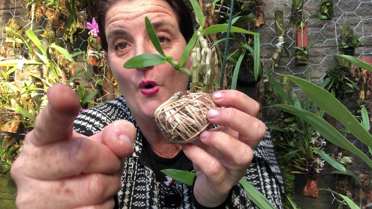 Aprenda a usar enxofre e amar Deus