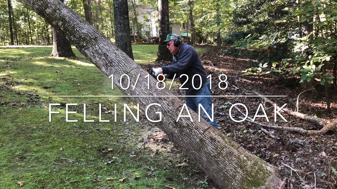 Felling an Oak - YouTube