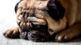 Dogs taking a Nap #111 by Dogs Are Awesome - Funny Dog Videos 424 views 7 years ago 2 minutes