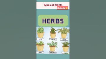 Types of plants (Evs)with examples #plants#class1#study #learning #shorts#youtubeshorts #tranding