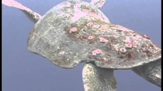 Loggerhead Wars