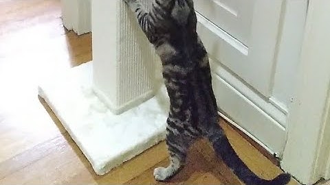 Unboxing a BIG CAT Scratching Post  from Chewy!!