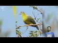 जमीन पर पेर नही रखता 🐦🐦 #shorts by harsh