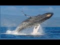 Las Ballenas Jorobadas de Samaná ¿Ya las visitaste? - William Ramos TV