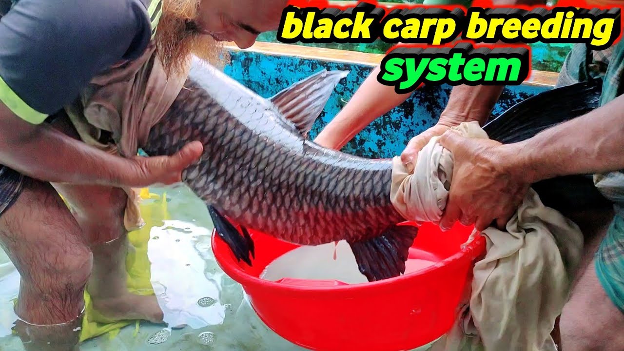 black carp fish breeding and fish egg collection profitable fish farming in india /high price