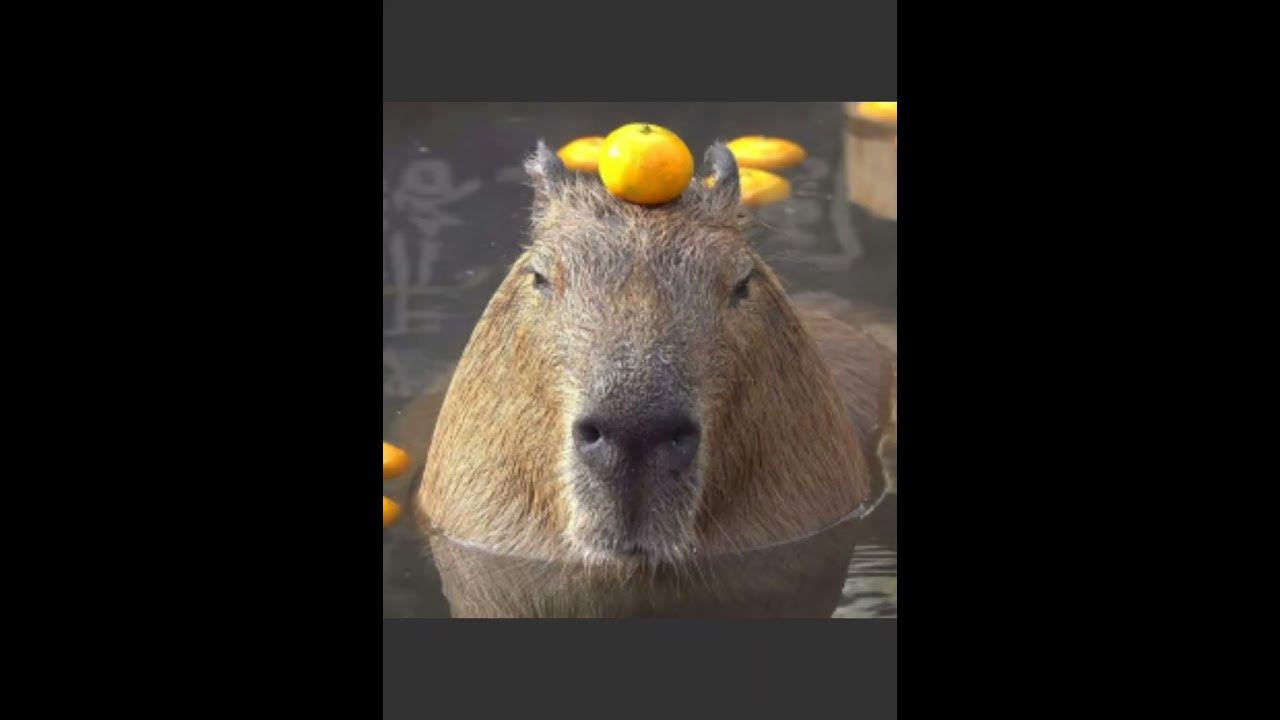 capi bara - YouTube
