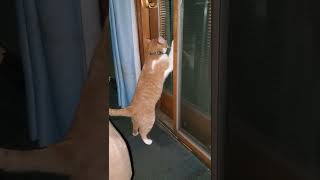 Hunter During The Blood Moon Lol