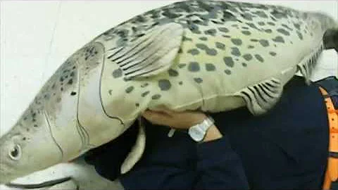 Logan Klein // Catfish (...Again)
