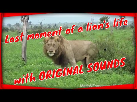 Last moment of a lions life with original sounds, Kruger National Park