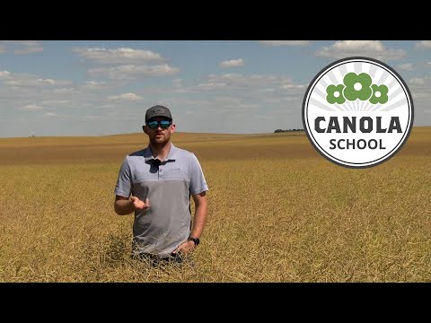 Canola School: Scouting for lygus bugs and diamondback moth