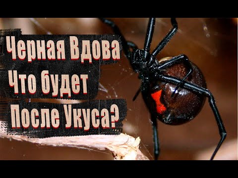 Самый ядовитый паук в России / Последствия укуса / Каракурт или Черная Вдова