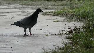 Burung Merpati Batu Terkejut Disentuh Tak Terduga oleh Bunga Dandelion Palsu yang Gugur
