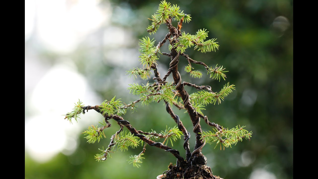 Rewiring of eight-toothed spruce / Picea jezoensis var. jesoensis