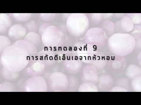 วีดีโอ: สามขั้นตอนหลักในการสกัด DNA จากหัวหอมคืออะไร?