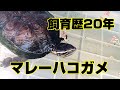 【飼育歴20年】我が家のマレーハコガメのご紹介します。