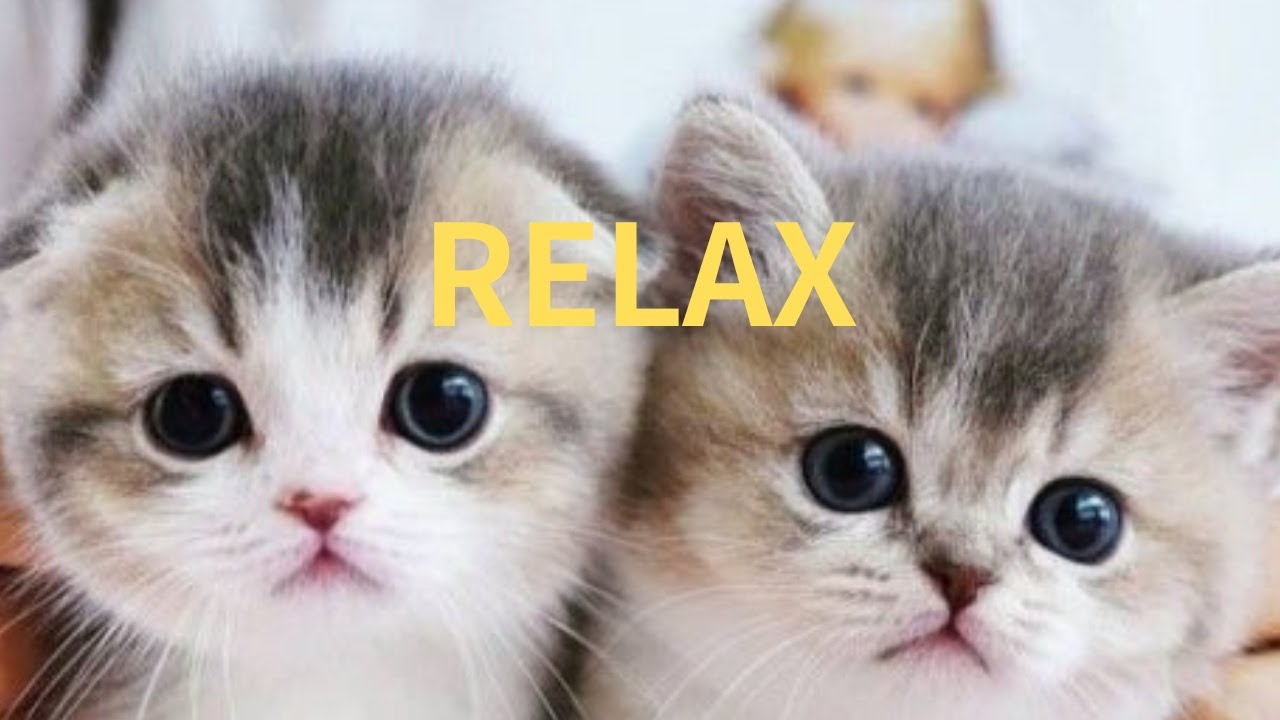 Relaxing Music with Cute Cat 