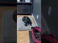 June's Fetch Routine Part 14