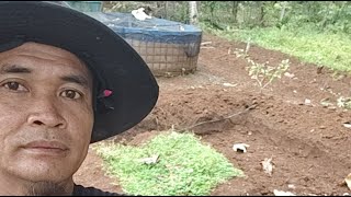 ngabuburit petik kacang