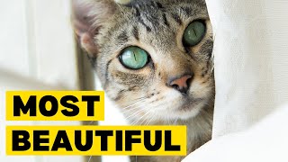 Top 10 Most BEAUTIFUL Cat Breeds by Planet of Predators 2,400 views 3 months ago 2 minutes, 50 seconds