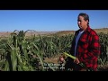 The Resiliency of Hopi Agriculture:  2000 Years of Planting