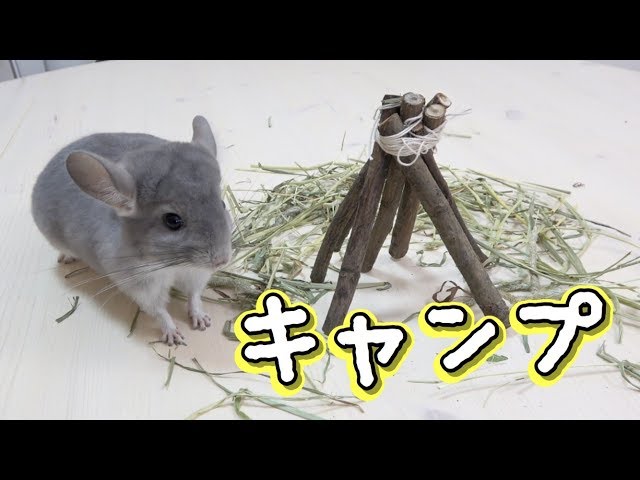 さのすにキャンプ場を作ったらかわいすぎた！【チンチラ】