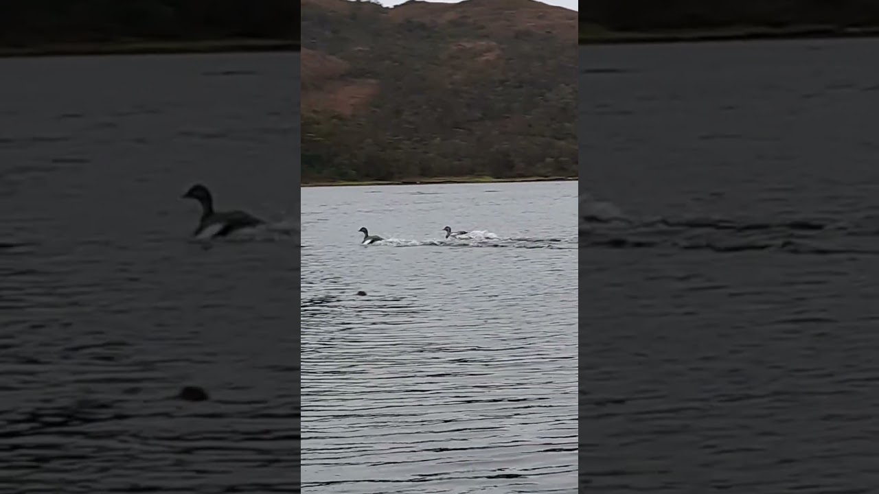 Real sounds of Patagonia #patagonia #offgrid #asmr #wildlife